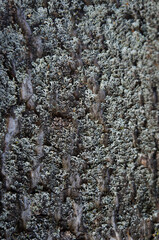 Lichen in vetus betula arbor. Abstract background. Naturalis wallpaper. Lichen gray.