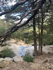 Troncs d'arbres sur le GR20 Corse