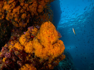 Close-up of orange coral colony in the mediterranean sea.