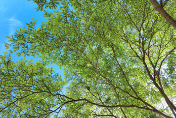 Landscape the big tree with blue sky in nature