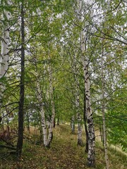 Fototapeta premium trees in the forest