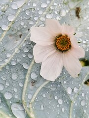 water drops on a flower
