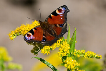 a black and red butterfly on a yellow flower