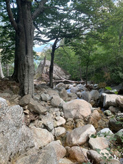 Troncs d'arbres sur le GR20 Corse