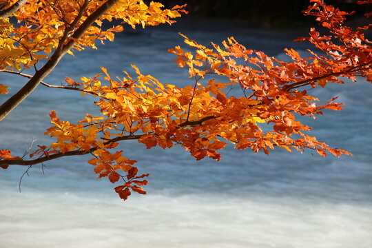 Herbst im Soca Tal/Slowenien
