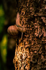 snail on a tree
