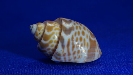 sea shell on blue background