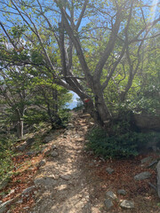 Sentier forestier sur le GR20 sud Corse
