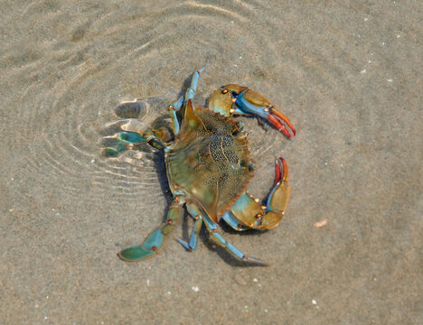Crab with variety of colors in a river