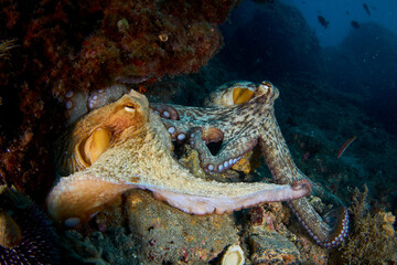 Pair of Common octopus (octopus vulgaris) mating in the Mediterranea sea © A. Martin UWphoto