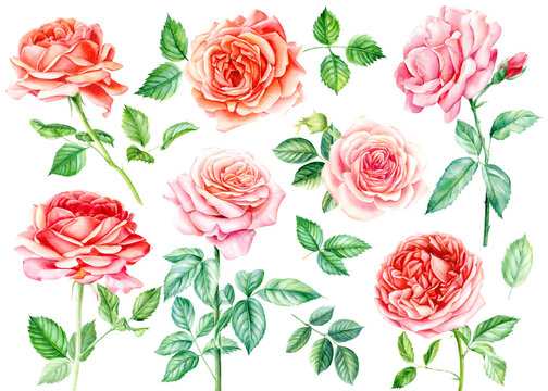 Set pink roses. Watercolor flowers, leaves and branch isolated background, botanical illustration