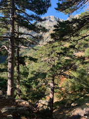 Forêt Corse près des aiguilles de Bavella