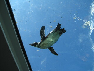 Pinguin von unten