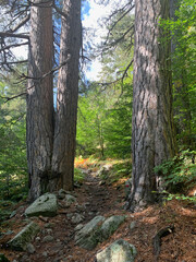 Chemin du GR20 Corse dans les pins