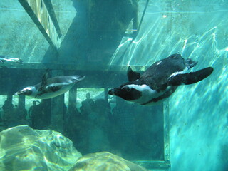 Pinguin Zoo Hannover