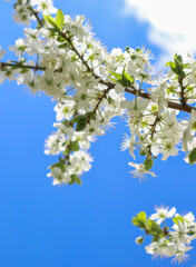 Сherry plum flowers on blue sky background. Beautiful branches of white Cherry blossoms in the spring garden. Nature floral pattern texture.