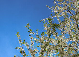 Сherry plum tree flowers. Beautiful branches of white Cherry blossoms in the spring garden on blue sky background. Nature floral pattern texture.