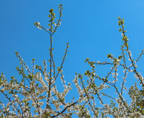 Сherry plum tree flowers. Beautiful branches of white Cherry blossoms in the spring garden on blue sky background. Nature floral pattern texture.