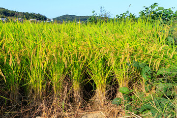 Korean traditional rice farming. Rice farming landscape in autumn. Rice field and the sky in, Gimpo-si, Gyeonggi-do,Republic of Korea.