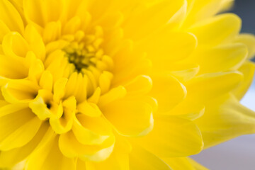 Blurred flower background with amazing yellow chrysanthemums. Bouquet of gentle golden-daisy flowers.