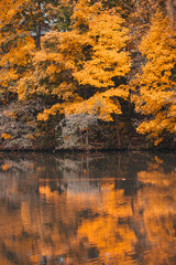 autumn trees reflected in water