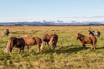 Icelandic horses in autumn.
