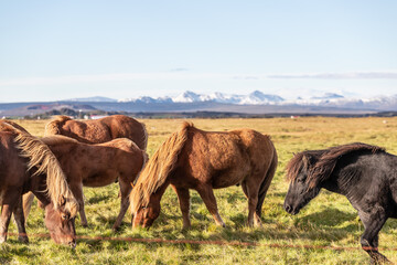 Fototapeta na wymiar Icelandic horses in autumn.