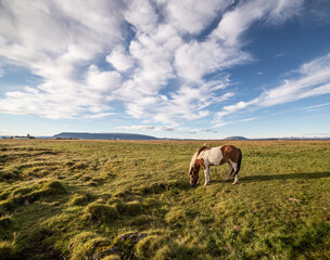 Fototapeta na wymiar Icelandic horses in autumn.
