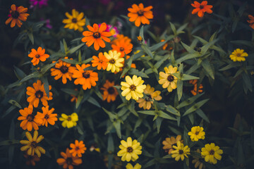 Obraz premium multi-colored light flowers