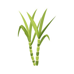 Sugarcane stalk with leaves isolated on white background. - obrazy, fototapety, plakaty