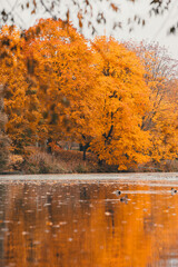 Autumn in the park