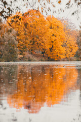 Autumn in the park