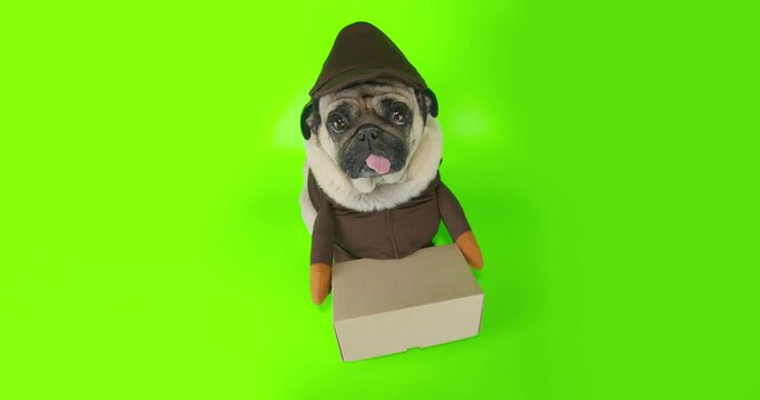 Funny pug dog dressed delivery costume. Funny concept courier delivered parcel, box. Funny pet, dog delivery concept. Green screen, chroma key. View through the peephole