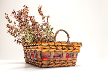 Fototapeta na wymiar Sage in the basket with white background.