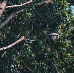 숲 속을 나는 새 (Bird flying in forest)