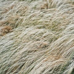 갈대밭 (Reed field)