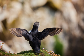 puffin birds on the Saltee Islands in Ireland, Fratercula arctica. starting to fly