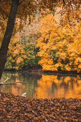 Autumn in the park