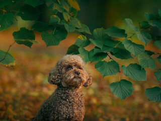miniature chocolate poodle in autumn leaves. Pet in nature. Cute dog like a toy 