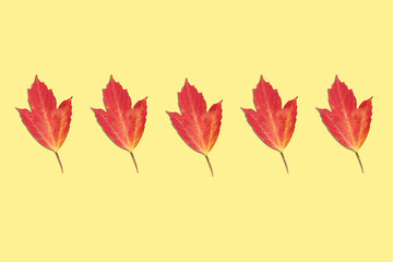 autumn leaves on a yellow background. pattern yellow leaves background