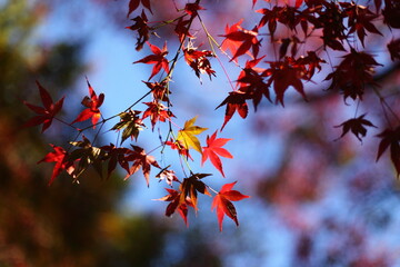 紅葉