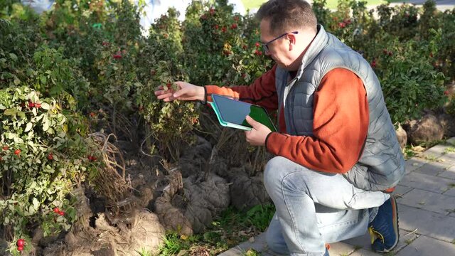 Adult man farmer with digital tablet working with rosehip seedlings.