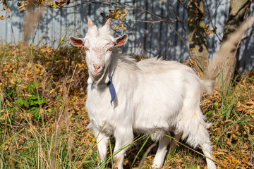 White little goat looking at the camera in the village autumn time