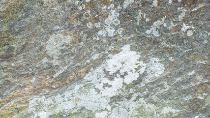 Gray stone texture brown rock mushroom for background, wallpaper, material for texture 3D