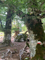 Arbres dans la forêt corse GR20
