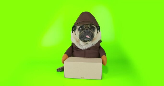 Funny pug dog dressed delivery costume. Funny concept courier delivered parcel, box. Funny pet, dog delivery concept. Green screen, chroma key