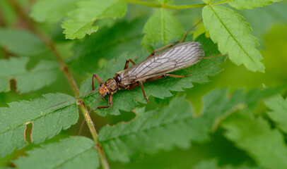 Große Steinfliege - Perla grandis