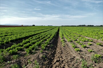 Fototapeta na wymiar Grüne Salatfelder bis zum Horizont