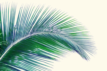 Obraz premium Palme de cocotier 