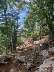 Arbres troncs GR20 corse dans la forêt